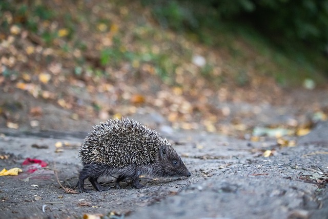 奧運會中 奧運會中